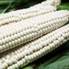 [5월부터 발송] 초당옥수수 인기절정 꿀맛