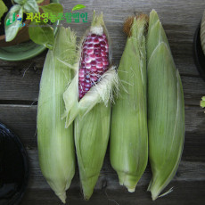 햇 자색당근 해남 황희정 산지직송 세척 무세척 선택