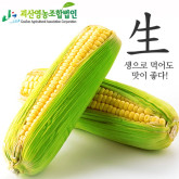 해남 인디언감자 아피오스