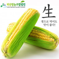 해남 인디언감자 아피오스